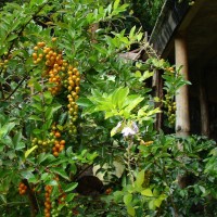 Duranta erecta L.